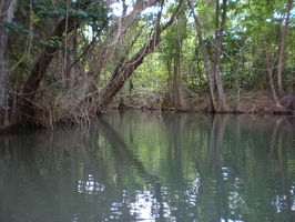 Dominica Indian River11